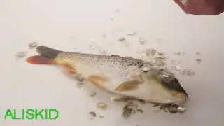 Fish Scale scraper - ALISKID Stainless Steel Fish Scale scraper Remover Peeler - Fish Scale Brush