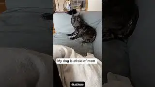 Dogs v/s Mom's 😂 #comedyshorts #cutefails #failcompilation #ytshorts