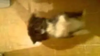 i ntinta sta 2 podia:P