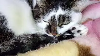 КОГДА УТРО НАЧИНАЕТСЯ ДНЕМ!!🙀😽 КОМУ МЕШАЕТ ХВОСТ?🧐 ДО 1000 СОВСЕМ ЧУТЬ-ЧУТЬ!!🙏