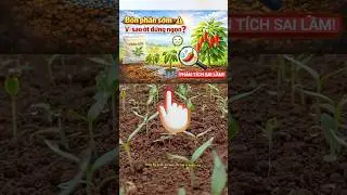 Sai lầm ng&agrave;y thứ 7 sau khi ớt mọc #otcon #bonphan #sailam