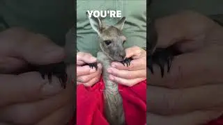 Rescue baby kangaroo #kangaroo #pets #rescue #animals #shorts
