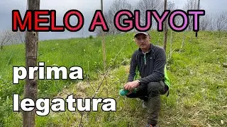 PRIMA LEGATURA meli a GUYOT