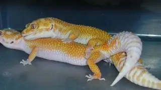 Test Breeding