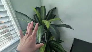 Nearly Natural Real Touch Leaves Artificial Dracaena Plant Review