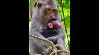 So sweet a movement mom hug baby #monkey