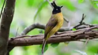 Amazing Birds & Nature Moments 🐦🌿 | Relaxing Wildlife Compilation&rdquo;Strees Relief Music 🎵🎶