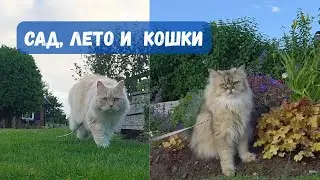 Мой летний сад 2025: кошки всегда рядом 🐈🐈&zwj;⬛🌳🌲