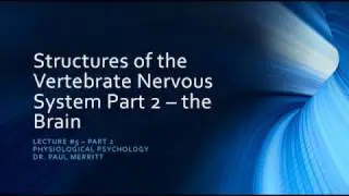 The Vertebrate Nervous System Part 2: The Brain