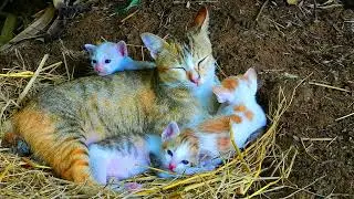 The next day, the mother cat was looking for a safe place for her cubs