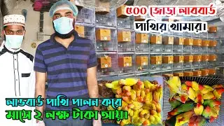 ৫০০ জোড়া লাভবার্ড পাখির খামার | Jungle Aviary | মাসিক আয় ২ লক্ষ টাকা | সফলতার গল্প।