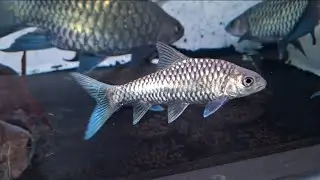 Kelah Biru Malaysia ( Tanjung  Malim ) 