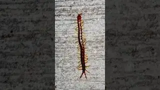 Poisonous Centipedes Unleashed ☠️☣️ #danger #centipede #animal #wildlife #asia #poison #nature