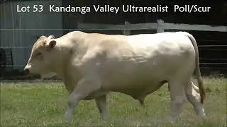 Lot 53 - CHARBRAY - Kandanga Valley Ultrarealist - Poll/Scur - Sells Deceber 6th, 2025