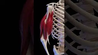 Anatomy and motion of your Biceps  #anatomy #meded #animation
