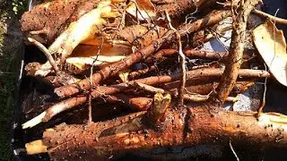 Digging sassafras root video:
