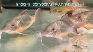 Brochis (Corydoras) multiradiatus