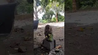 Monkey eats young lotus seed and baby monkey #999
