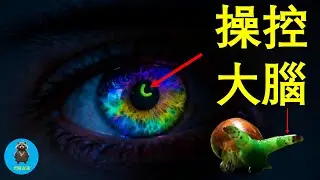 原本只寄生在昆蟲身上的寄生獸，如果有一天突然學會如何控制脊椎動物的大腦？這世界會怎樣？這不是《最後生還者》的劇本，而是正在發生的真實事件 #殭屍蝸牛