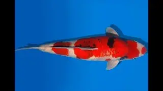 Koi Auktion Dainichi Showa Nisai WhiteMonroe male 60cm T06-0147