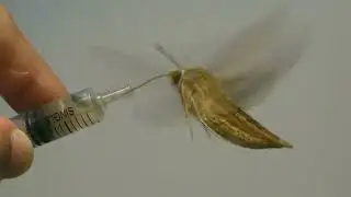 セスジスズメたんのホバリングｇｂｇｂ