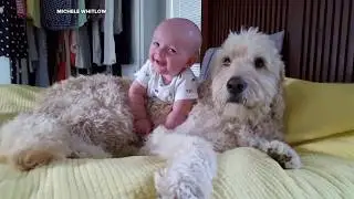 Baby boy desperately tries to nap on his big, fluffy goldendoodle