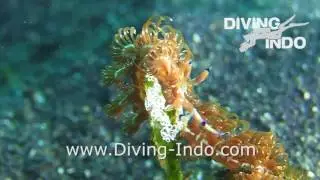Nudibranch with Eggs Diving Indo
