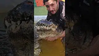 Знакомьтесь, Зилла: второй по величине аллигатор в парке отдыха Everglades Holiday Park!