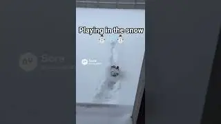 playing in the snow#funny #adorably #viral #animals #dog #pets #cute