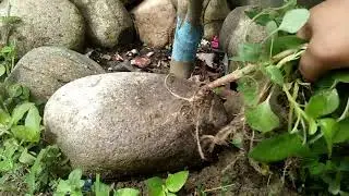 Panen Bayam Liar/Bayam Hutan