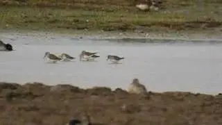 white rump sandpiper Norfolk