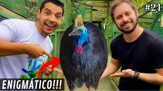Bruno, do @AvesRecriar, e eu entramos no viveiro da ave mais perigosa do mundo: O Casuar!