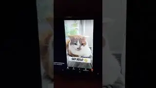 CAT MEETS HERSELF 😳 #shorts #catshorts #funny