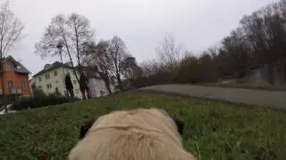 GoPro Hero4 Session | Test Run | Pia the Pug PART THREE