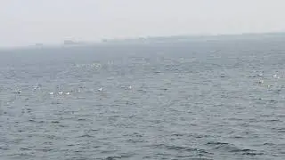 Wadhvana