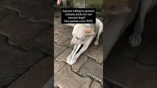 Anyone willing to sponsor calcium sticks for our rescued dogs?🐾One packet costs ₹475| Animal Savior