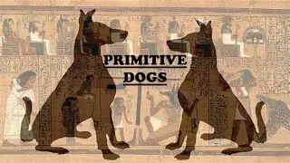 Dog Breeds and Types| Primitive dogs| Part-2