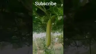 Vegetable plant||#new_video||#best_video|| #new #status #video