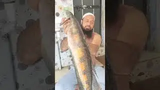 samal a fish hunting