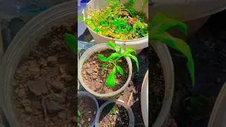 My allysum flower plant one month growth 🌺🌱 #goviral #viralshorts #subscribe #trending