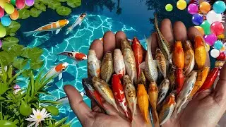 Unboxing goldfish, koi fish, veil tail, spade tail, blakat fish, catching fish, fish challenge