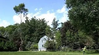 Alpine Tree Service - Maple Tree Removal
