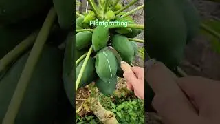 TTR 123281 🌳#grafting #cuttingart #viral #shorts