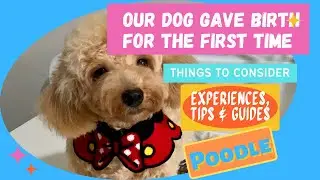OUR DOG GAVE BIRTH FOR THE FIRST TIME |  SHARING EXPERIENCES | TIPS & GUIDES | VLOG #24