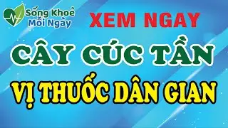 Lá Cúc Tần Có Tác Dụng Gì? Lưu Ý Khi Dùng #thaoduoc