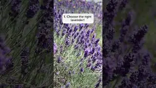 The Secret to Growing Lavender! #lavender #gardening #lavenderflower #gardener #gardentips