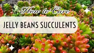 How to Care and Propagate Jelly Beans Succulents - SUMMER EDITION - Succulent Ideas TV