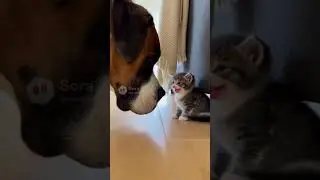 chien de garde 🤣🐱 #shortvideo #shorts