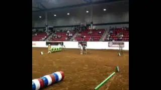 Wendy Stephens, Flying Diamond the Bailef, obstacle course, Project Cowboy 2010