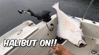 82 lb Halibut and Shrimping out of Whittier, Alaska - July 11th on a 2008 Bayliner 289 Discovery